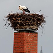 Čápi: Taxonomie, Výskyt, Popis