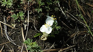 <i>Weldenia</i>