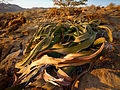 Welwitschia in the petrified forest of Damaraland (Namibia).