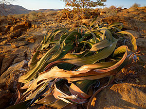 A Welwitschia in the petrified forest of Khorixas (Namibia)