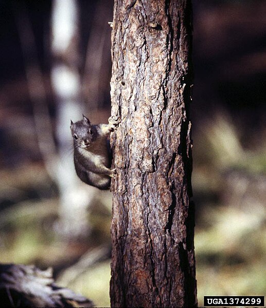 File:Western gray squirrel.jpg