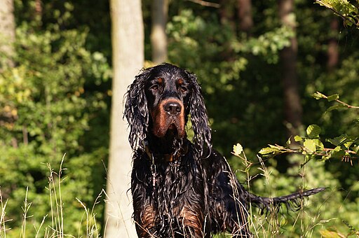 Wet gordon setter head