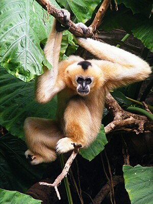 White-Cheeked Gibbon (Female).jpg