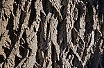 Thumbnail for File:White Ash Fraxinus americana (54-0751-A) Trunk Bark.JPG