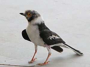 White Helmetshrike.jpg