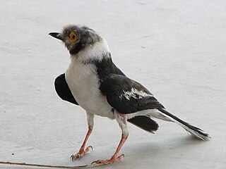 <span class="mw-page-title-main">White-crested helmetshrike</span> Species of bird