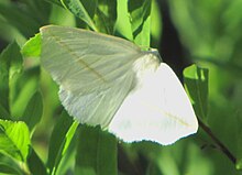 Oq moyil chiziq moth.jpg