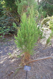 Widdringtonia wallichii (Widdringtonia cedarbergensis) - Mendocino Coast Botanical Gardens - DSC02048.JPG