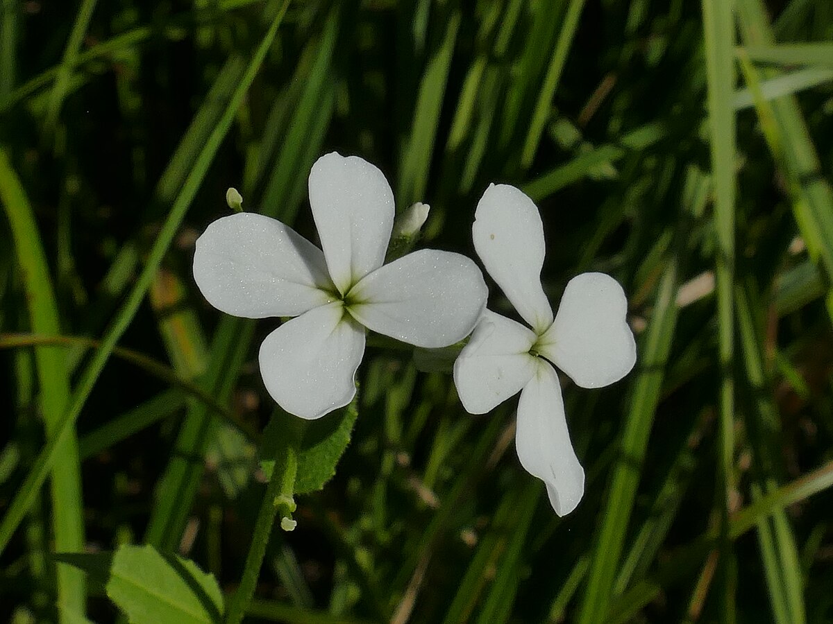 Hesperis sibirica l