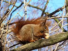 paraziți de veveriță roșie)