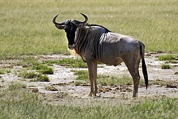 Wildebeest, Amboseli National Park.jpg