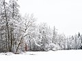 Winter im NSG 'Leintal zwischen Leinecksee und Leinhäusle' 02.jpg