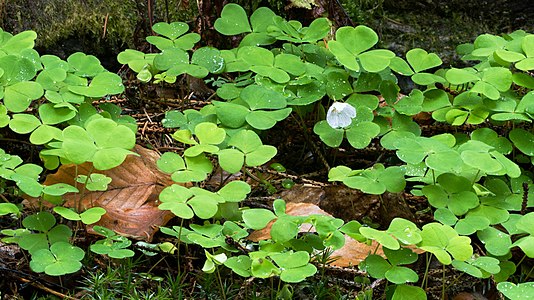 Oxalis acetosella (Wood Sorrel) and Polytrichum commune (Common Haircap)