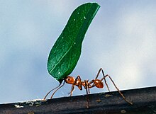 An ant carrying a leaf by biting it. Worker ant carrying leaf.jpg