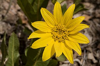 <i>Wyethia arizonica</i> Species of flowering plant