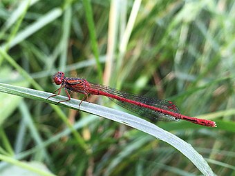 Red damselfly adult male observed in Christchurch, New Zealand