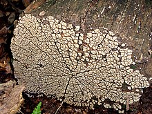 Parchment fungus growing on the cut face of a felled oak tree