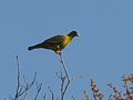 Yellow Footed green Pigeon.jpg