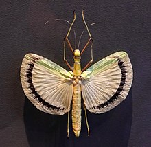 Желтая палочка-зонтик Insect.jpg