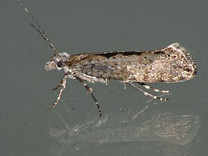 Ypsolopha Vittella