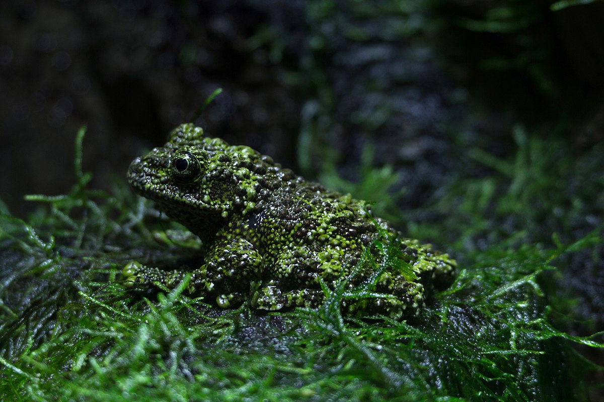 Theloderma corticale