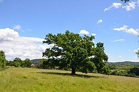 Журжево (Рача)