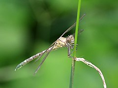 Zebra Vicetail 9842.jpg