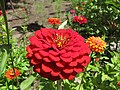 * Nomination: Zinnia elegans. ZooFari 00:55, 28 November 2010 (UTC) * * Review needed