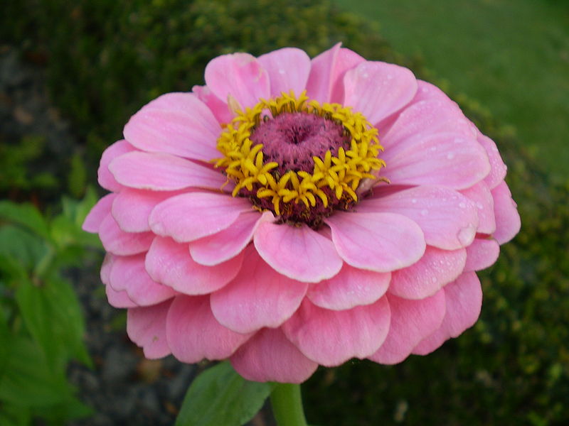 File:Zinnia elegans 0.2 R.jpg