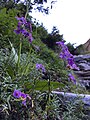 "Flowers Blossom At valley of flowers Chamoli, India" 10.jpg