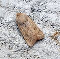 (73.247) (BF2186) Powdered Quaker (Orthosia gracilis) - Flickr - Bennyboymothman.jpg