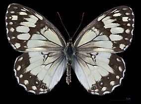 Melanargia titea ♂