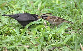 A shiny cowbird chick (left) being fed by a rufous-collared sparrow (Molothrus bonariensis) e ( Zonotrichia Capensis ).jpg