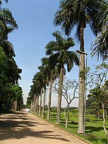 (Roystonea borinquena) palmeiras imperiais, sao paulo botanická zahrada Arboretum J Botanico Sao Paulo Brazil.jpg