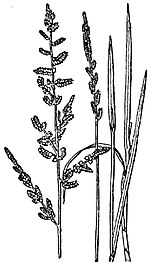 Beckmannia cruciformis.