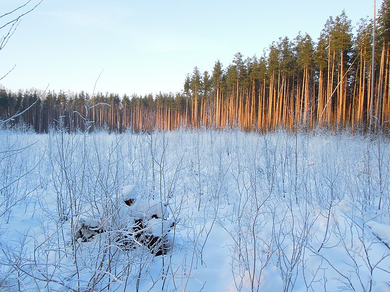 File:Ржевский (Охтинский) лесопарк. Старая вырубка зимой.jpg