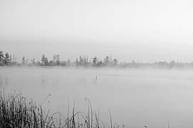 Туман на Соминському болоті, Рівненщіна