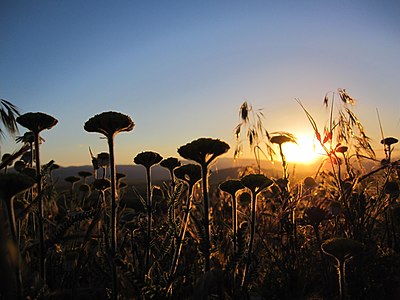 Flower field at sunset near the village of Mažučište, Macedonia