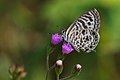 * Nomination Zebra blue butterfly nectaring --Sathya K Selvam 13:34, 9 January 2020 (UTC) * Promotion  Support Good quality. --Charlesjsharp 14:21, 9 January 2020 (UTC)  Support Good quality. --Tæ 14:22, 9 January 2020 (UTC)