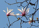 Magnolia amoena