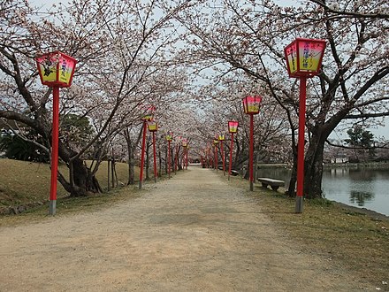 Cherry blossoms in Ogi Park