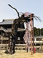 本堂前の枝垂れ桜（昼間）