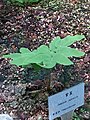 Osmunda japonica.