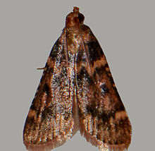 - 5512 – Aglossa disciferalis – Pink-bertopeng Pyralid Moth.jpg