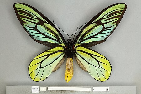 Tập_tin:010361534_Ornithoptera_alexandrae_ventral_male.jpg