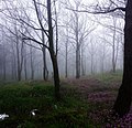 Datei:Dark forest canopy (Unsplash).jpg – Wikipedia