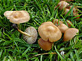 Marasmius oreades