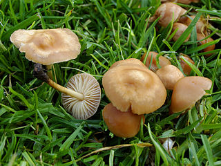 <i>Marasmius oreades</i> Species of fungus