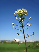 Blomsterstand