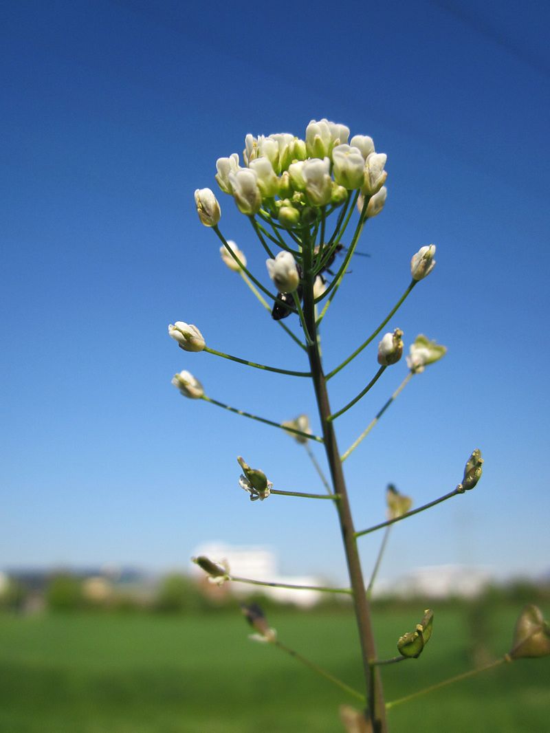 Capsella bursa-pastoris (L.) Medik.- Shershni (शेर्शनी), Karnsphota –  Himalayan Wild Food Plants